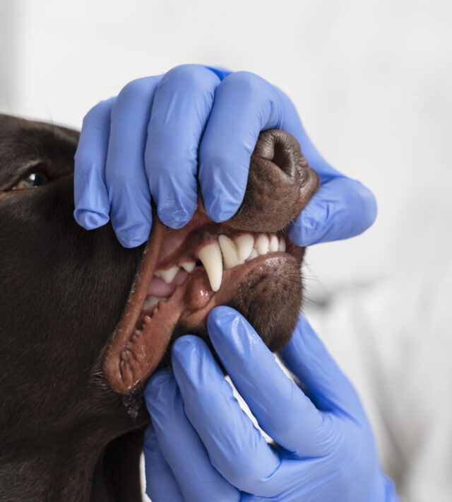 Pet Dental Care