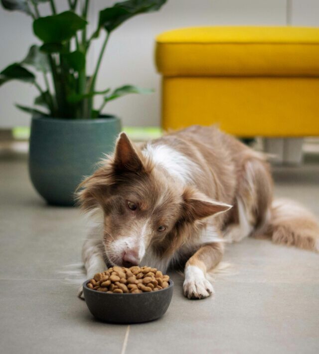 hypoallergenic pet food