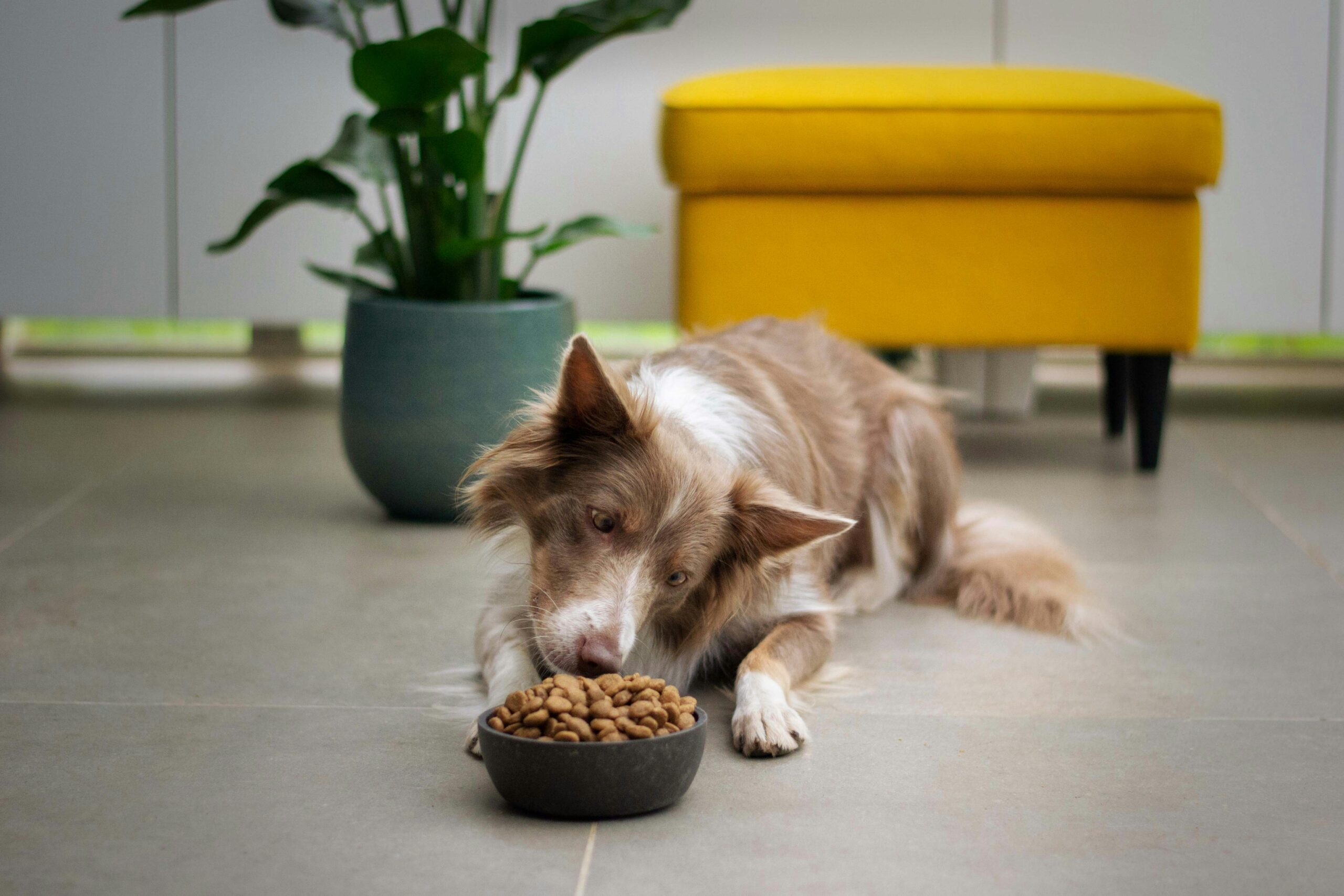 hypoallergenic pet food