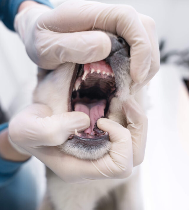dog teeth cleaning