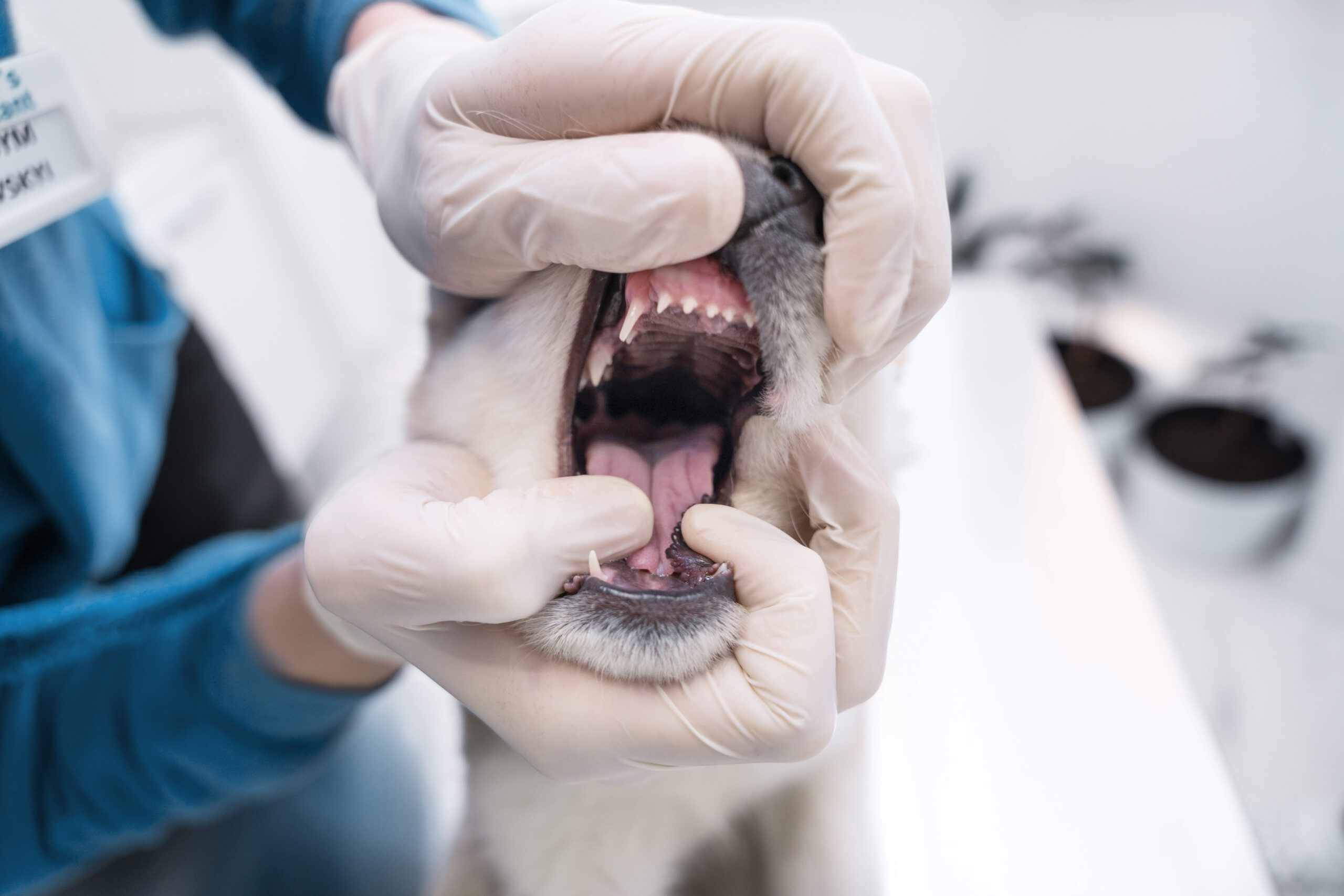 dog teeth cleaning