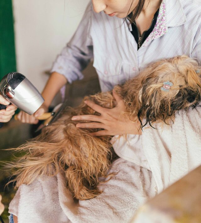 spay and neuter benefits