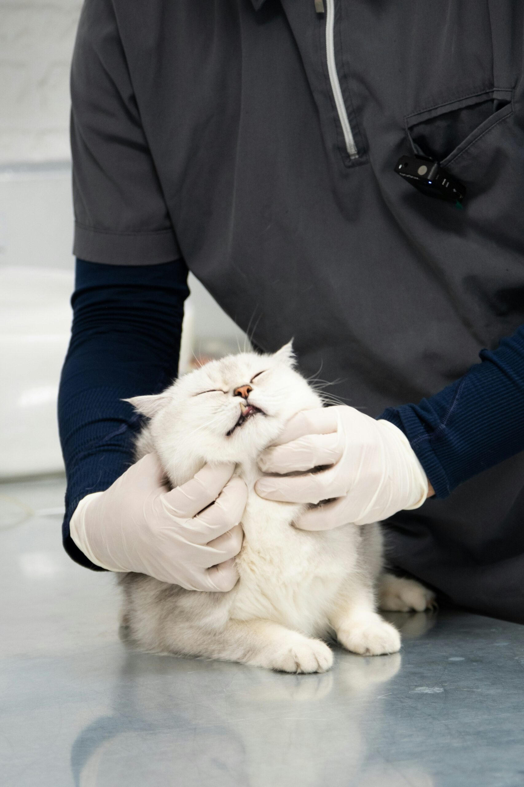 pet health checkups