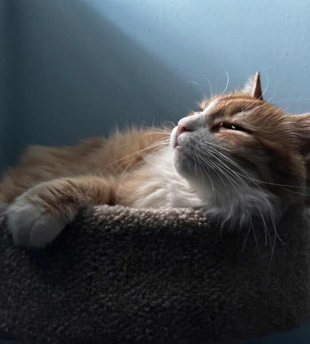 new pet introduction tips