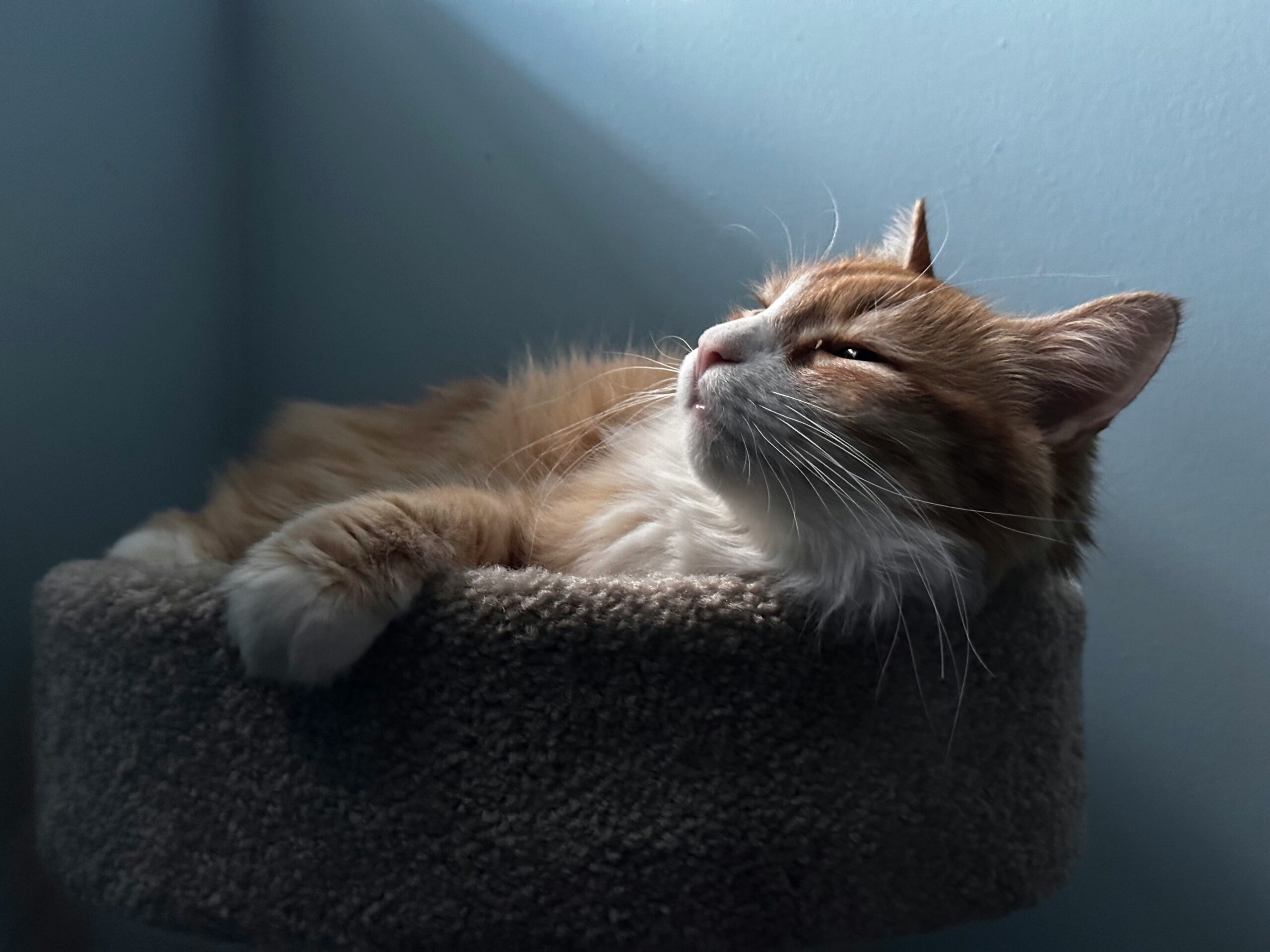 new pet introduction tips