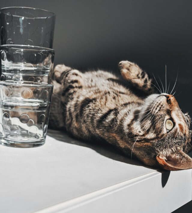 importance of water for pets