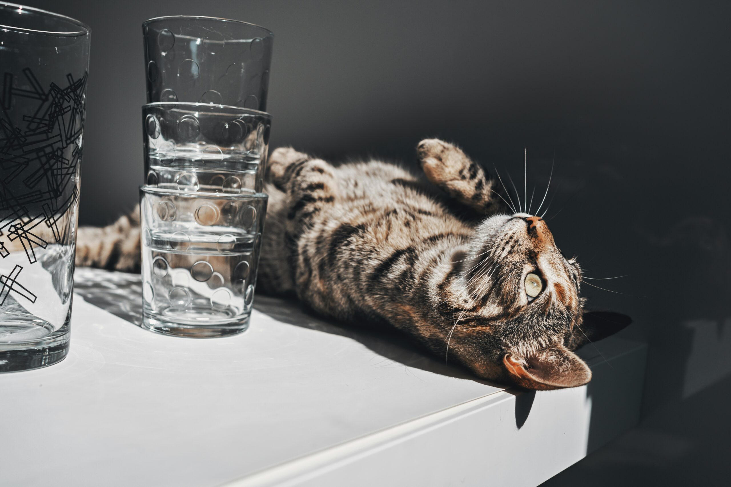 importance of water for pets