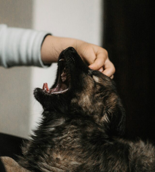 effects of stress on pets