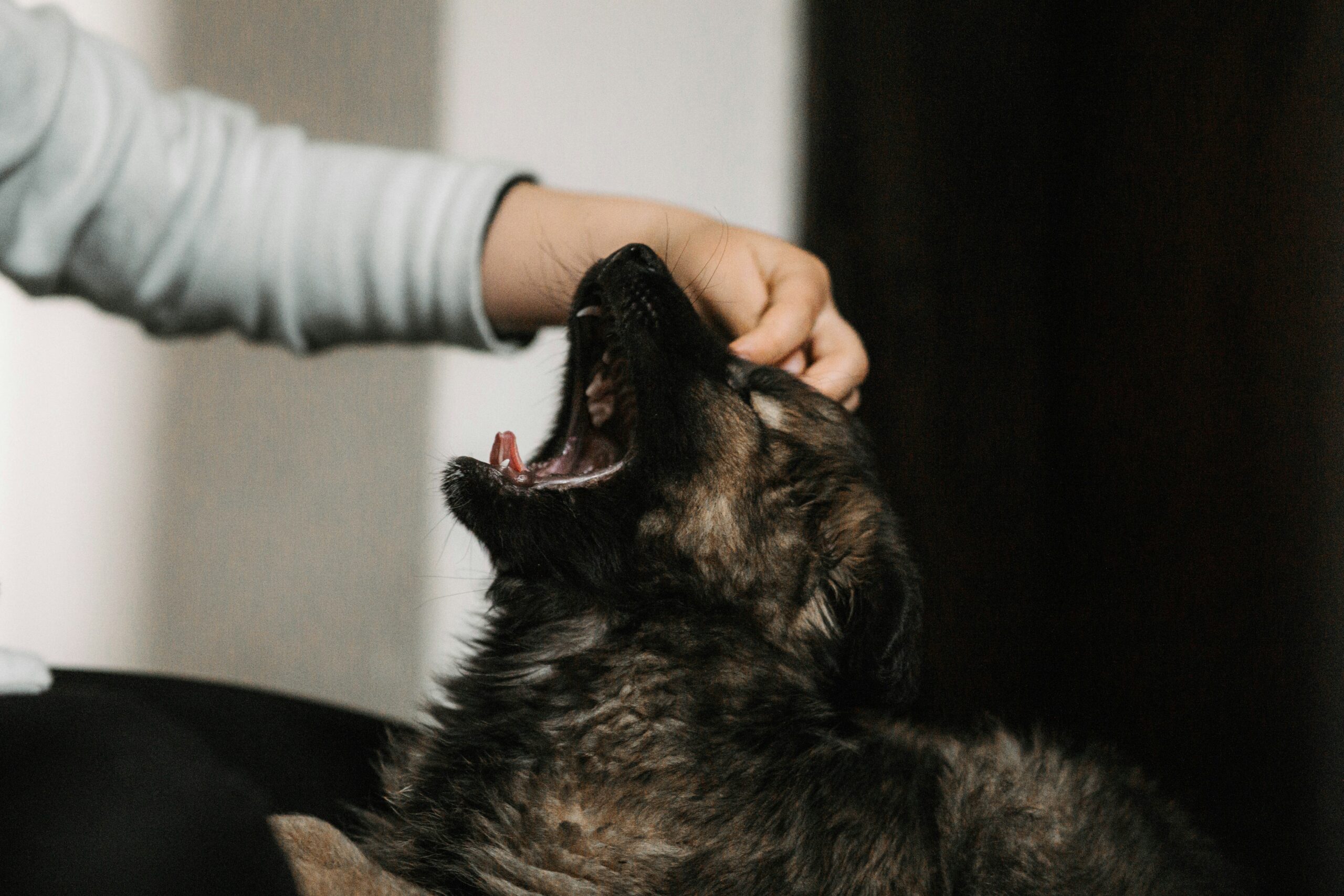 effects of stress on pets