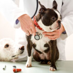 Heart disease in pets