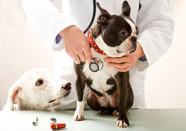 Heart disease in pets