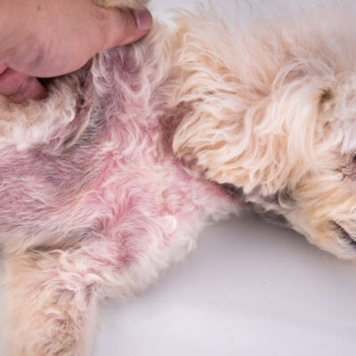 Skin Conditions in Pets