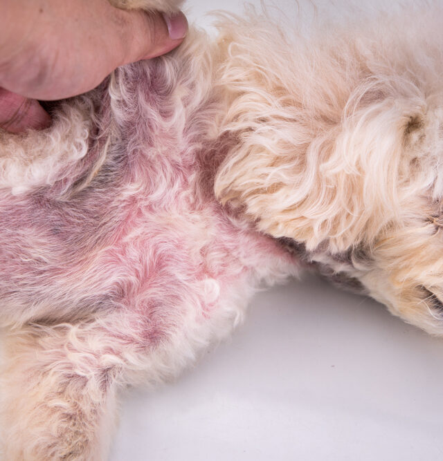 Skin Conditions in Pets