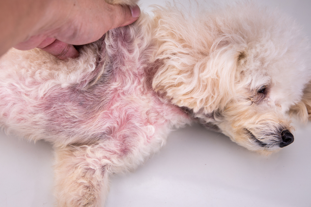 Skin Conditions in Pets